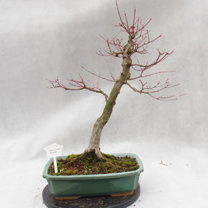Venkovní bonsai - Javor dlanitolistý - Acer palmatum