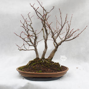 Venkovní bonsai - Lípa srdčitá - Tilia cordata