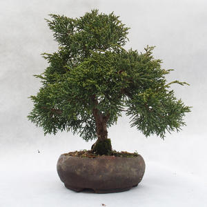 Venkovní bonsai - Jalovec čínský - Juniperus chinensis