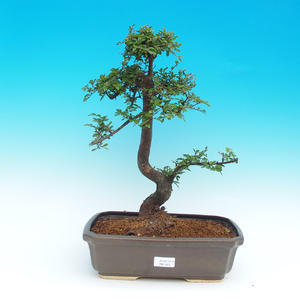 Venkovní bonsai -Pinus parviflora-Borovice drobnokvětá