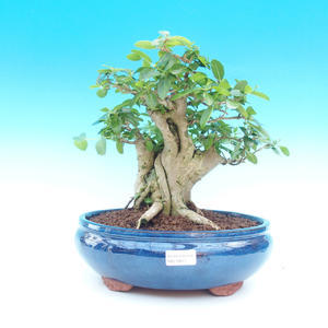Pokojová bonsai -PREMNA MICROPHYLLA Kozlovoň malolistá