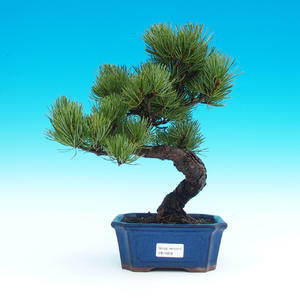 Venkovní bonsai -Pinus parviflora-Borovice drobnokvětá