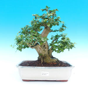 Pokojová bonsai -PREMNA MICROPHYLLA Kozlovoň malolistá