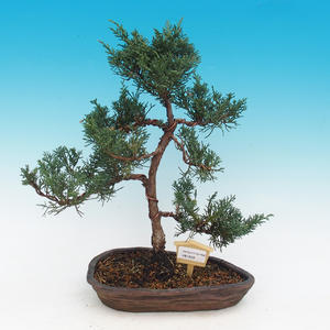 Venkovní bonsai - Juniperus chinensis -  Jalovec čínský