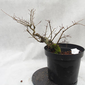 Venkovní bonsai -jilm malo - listý - Ulmus parviflora