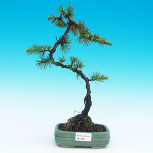 Venkovní bonsai -Cedrus libani