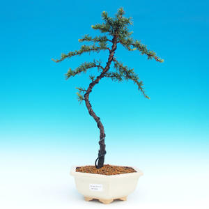 Venkovní bonsai -Cedrus libani