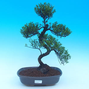 Venkovní bonsai -Pinus sylvestris-Borovice lesní