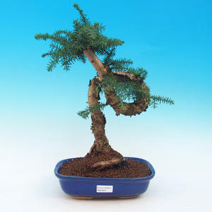 Venkovní bonsai -Pinos parviflora-Borovice drobnokvětá