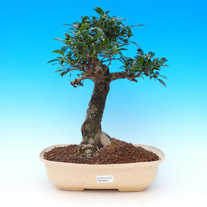 Venkovní bonsai -Pinos parviflora-Borovice drobnokvětá