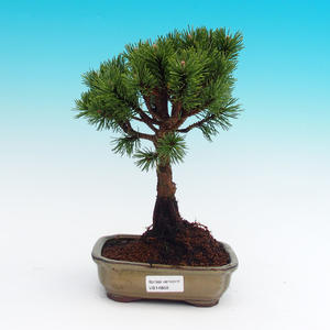Venkovní bonsai -Pinus mugo mops - Borovice kleč