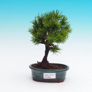 Venkovní bonsai -Pinus mugo mops - Borovice kleč