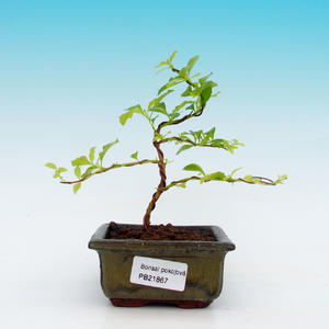 Venkovní bonsai - Javor Buergerianum