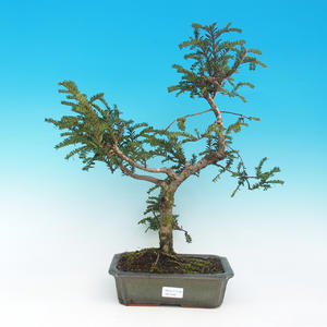 Pokojová bonsai - Zantoxylum piperitum-pepřovník