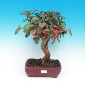Venkovní bonsai - Carpinus carpinoides