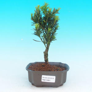 Pokojová bonsai - pouštní růže PB213881