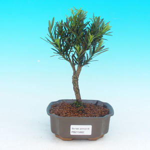 Pokojová bonsai - pouštní růže PB213882