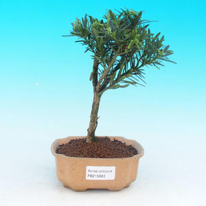 Pokojová bonsai - pouštní růže PB213883