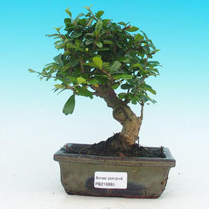 Pokojová bonsai - pouštní růže PB213885