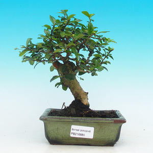 Pokojová bonsai - pouštní růže PB213886
