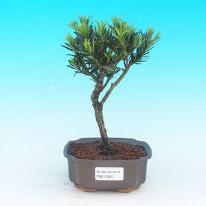 Pokojová bonsai - pouštní růže PB213887
