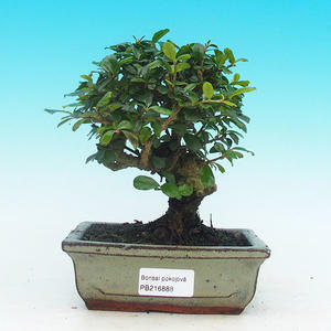 Pokojová bonsai - pouštní růže PB213888