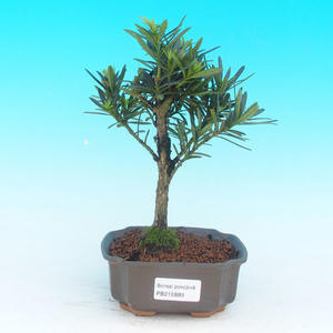 Pokojová bonsai - pouštní růže PB213889