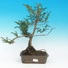 Pokojová bonsai- Pistácie