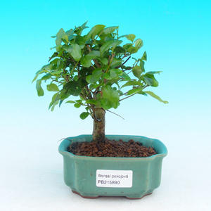 Pokojová bonsai - pouštní růže PB213890