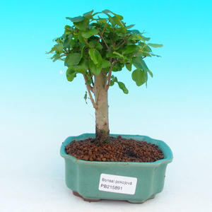 Pokojová bonsai - pouštní růže PB213891