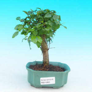 Pokojová bonsai - pouštní růže PB213892