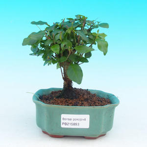 Pokojová bonsai - pouštní růže PB213893