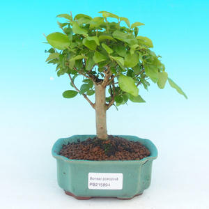 Pokojová bonsai - pouštní růže PB213894