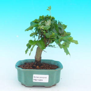 Pokojová bonsai - pouštní růže PB213895