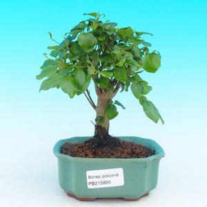 Pokojová bonsai - pouštní růže PB213896
