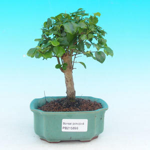 Pokojová bonsai - pouštní růže PB213898