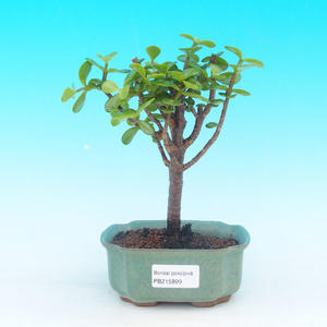 Pokojová bonsai - pouštní růže PB213899