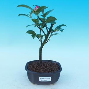 Pokojová bonsai-Camellia euphlebia-Kamélie