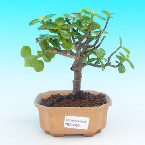 Pokojová bonsai - pouštní růže PB213900