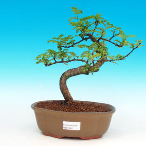 Pokojová bonsai - pouštní růže PB213901