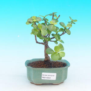 Pokojová bonsai - Portulakárie africká PB215902