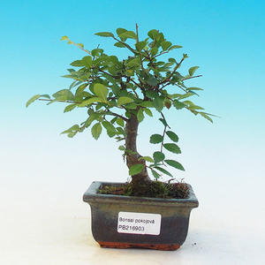 Pokojová bonsai - pouštní růže PB213903