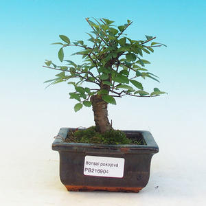 Pokojová bonsai - pouštní růže PB213904