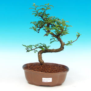 Pokojová bonsai - pouštní růže PB213905