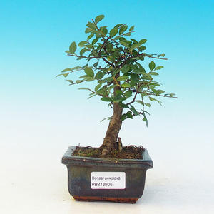 Pokojová bonsai - pouštní růže PB213906