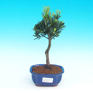 Pokojová bonsai-Podocarpus- kamenný tis PB215907