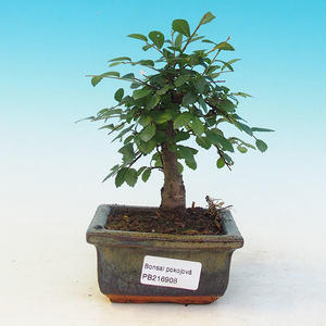 Pokojová bonsai-Podocarpus- kamenný tis PB215908