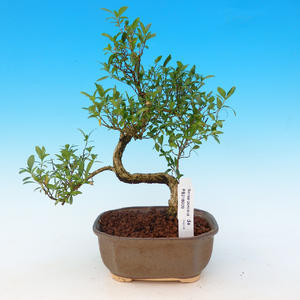 Pokojová bonsai - pouštní růže PB213909