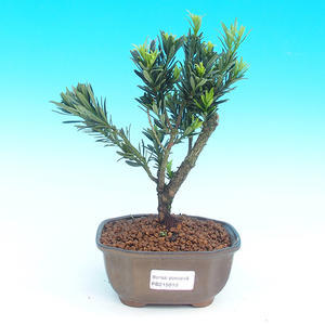 Pokojová bonsai-Podocarpus- kamenný tis PB215910