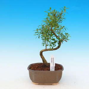 Pokojová bonsai-Podocarpus- kamenný tis PB215911